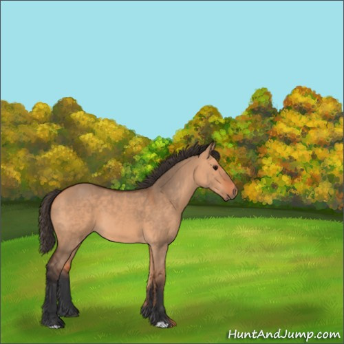 Horse Color:Bay Dun 