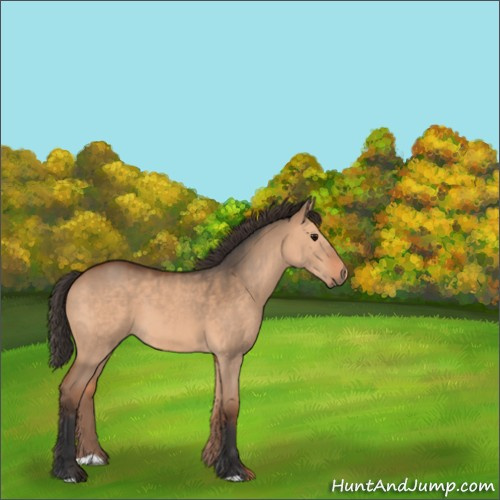 Horse Color:Bay Dun 