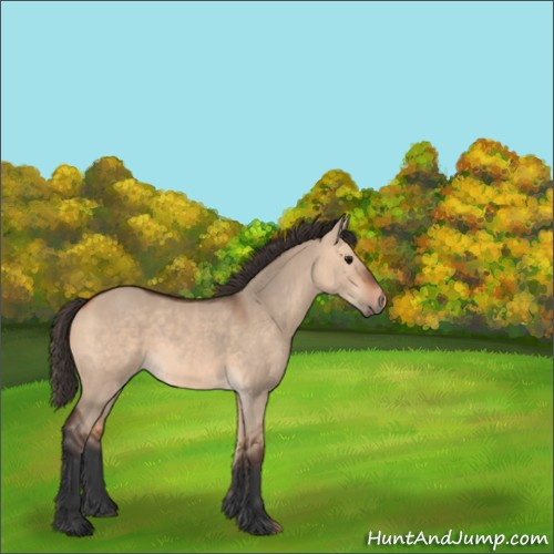Horse Color:Bay Dun Rabicano 
