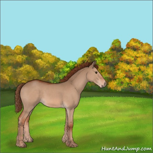 Horse Color:Red Dun 