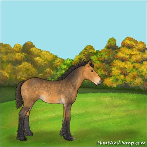 Horse Color:Buckskin 