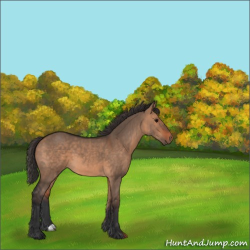 Horse Color:Bay Dun 