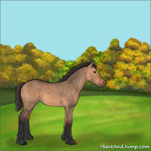 Horse Color:Bay Dun 