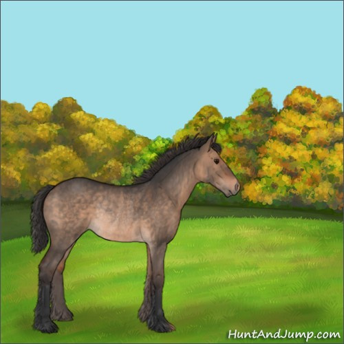 Horse Color:Bay Dun Rabicano 