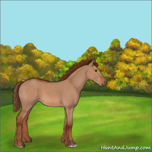 Horse Color:Red Dun 