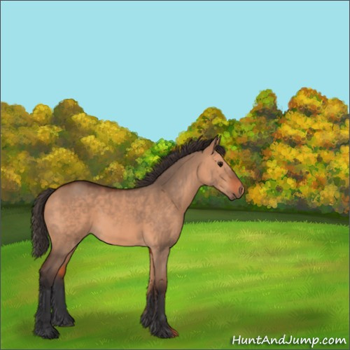 Horse Color:Bay Dun 