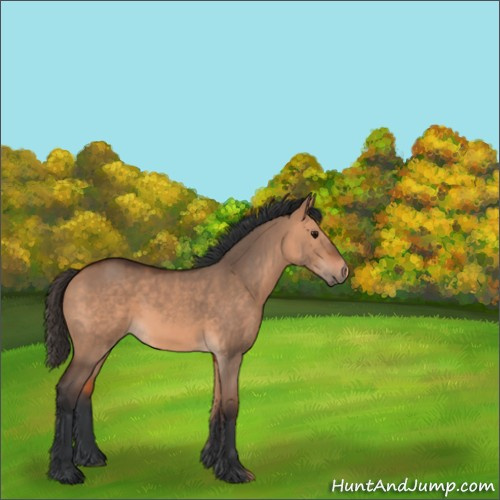 Horse Color:Bay Dun 