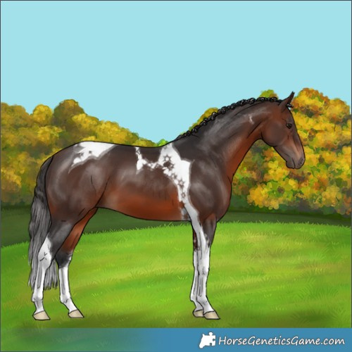 Horse Color:Brown Tobiano 