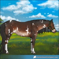 Horse Color:White Spotted Liver Chestnut Tobiano 