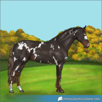 Horse Color:White Spotted Liver Chestnut 