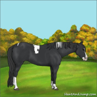Horse Color:Black Splash Tobiano 