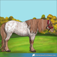 Horse Color:Red Roan Appaloosa  and Red Roan Appaloosa 