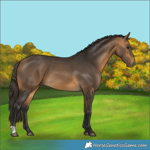 Horse Color:Buckskin 