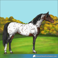 Horse Color:Bay Tobiano Appaloosa 