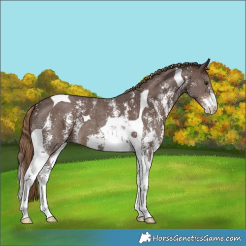 Horse Color:Liver Chestnut Sabino Tobiano 