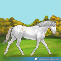 Horse Color:White Spotted Smoky Creme Dun Splash Varnish Brindle 
