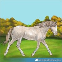 Horse Color:White Spotted Smoky Creme Dun Splash Appaloosa Brindle 