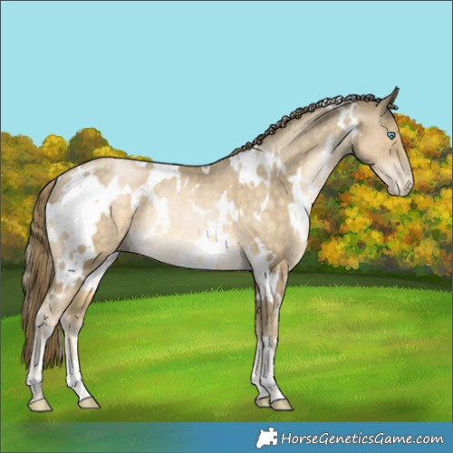 Horse Color:White Spotted Buckskin Pearl Rabicano 