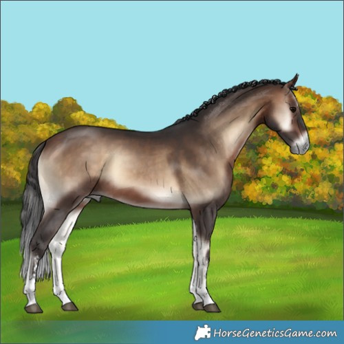 Horse Color:Bay Onyx Sabino 