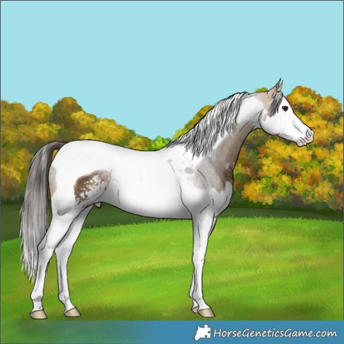 Horse Color:Buckskin Sabino Splash Tobiano 