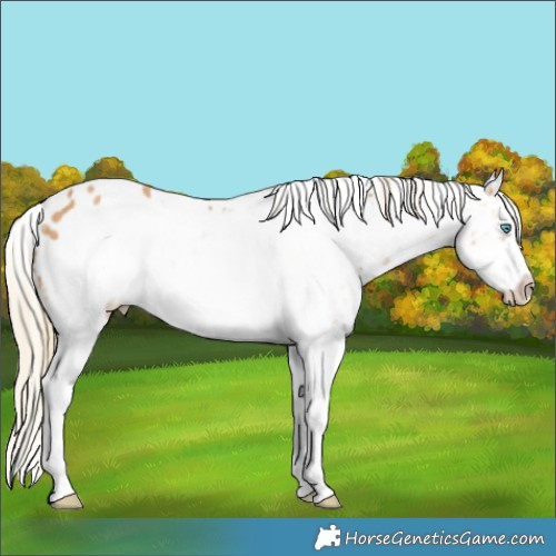 Horse Color:White Spotted Palomino Frame Near Leopard 
