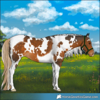 Horse Color:White Spotted Chocolate Palomino Tobiano Appaloosa 