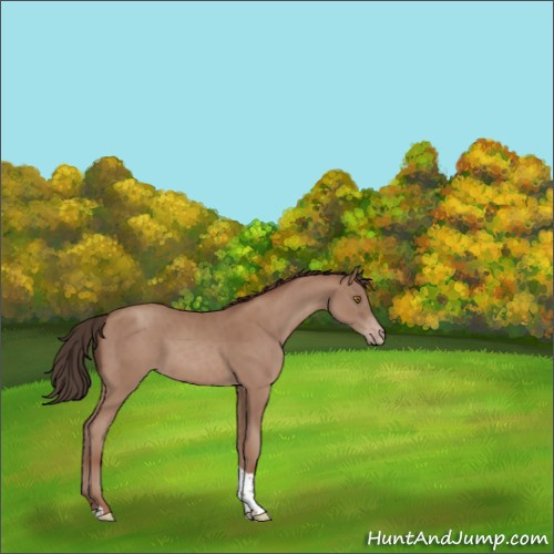 Horse Color:Classic Champagne Tobiano Rabicano 
