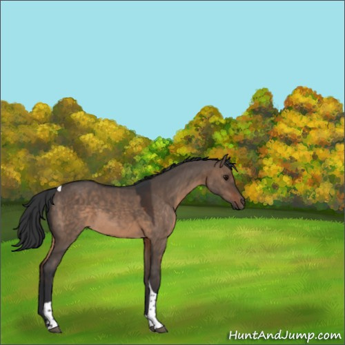 Horse Color:Brown Dun Tobiano Rabicano 