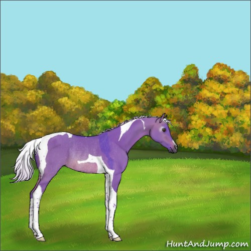 Horse Color:Gray Watercolor Silver Brown Dun Tobiano Rabicano 