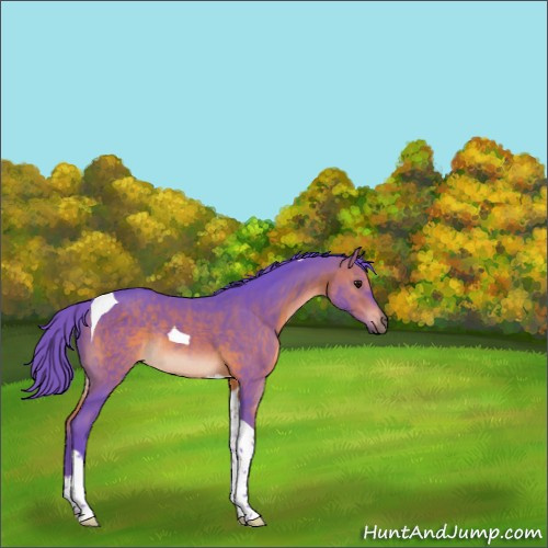 Horse Color:Watercolor Bay Tobiano Rabicano 