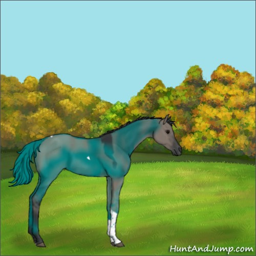 Horse Color:Grullo Tobiano Rabicano 