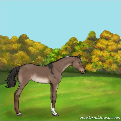 Horse Color:Liver Red Dun Tobiano Rabicano 
