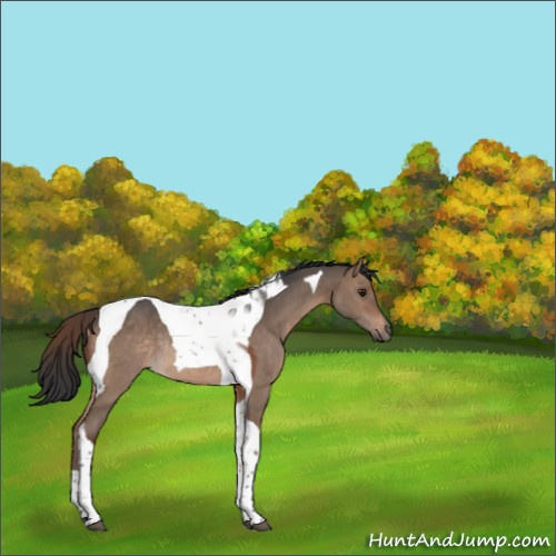 Horse Color:Brown Dun Tobiano Rabicano 