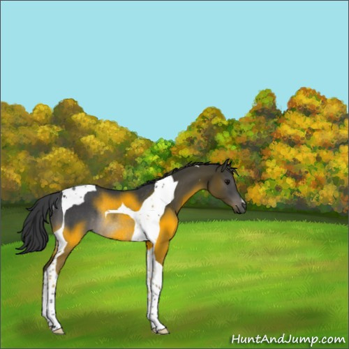 Horse Color:Black Tobiano Rabicano 