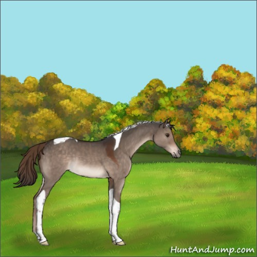 Horse Color:Liver Red Dun Tobiano Rabicano 