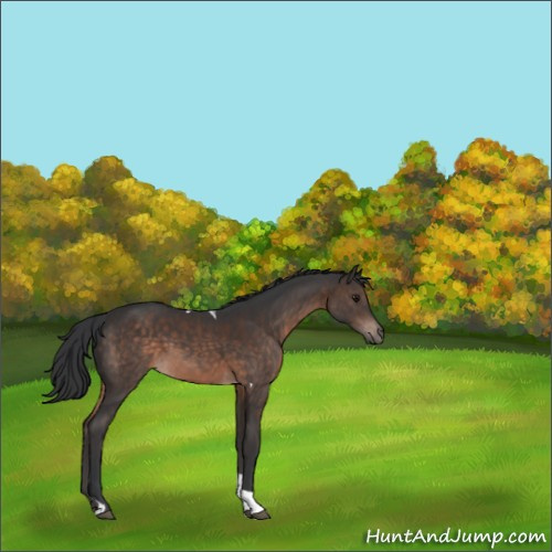 Horse Color:Brown Tobiano Rabicano 