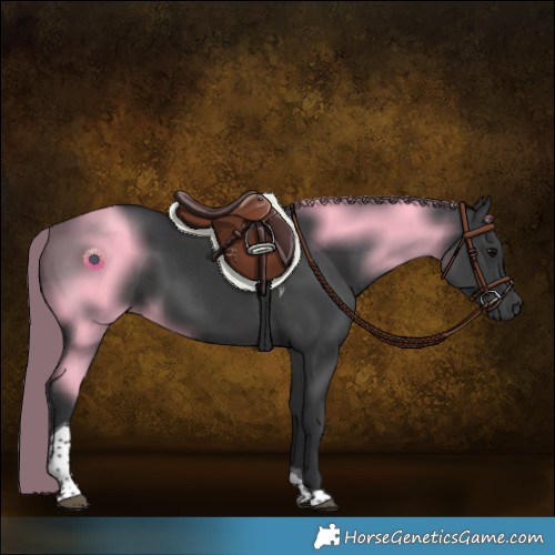 Horse Color:Black Tobiano Rabicano