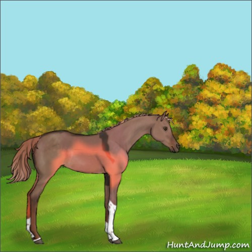 Horse Color:Liver Red Dun Tobiano Rabicano 