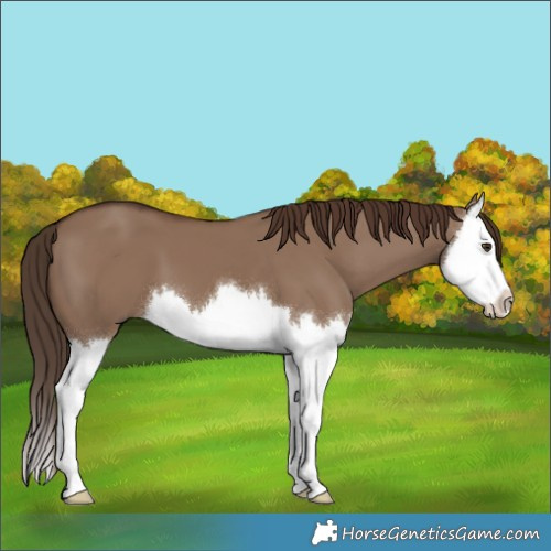 Horse Color:Liver Red Dun Splash 
