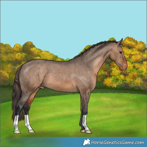 Horse Color:Bay Dun Appaloosa 