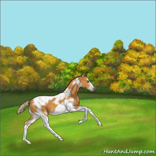 Horse Color:Palomino Tobiano Frame 