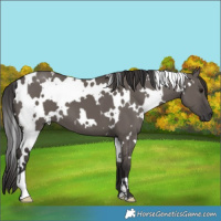 Horse Color:White Spotted Smoky Grullo 