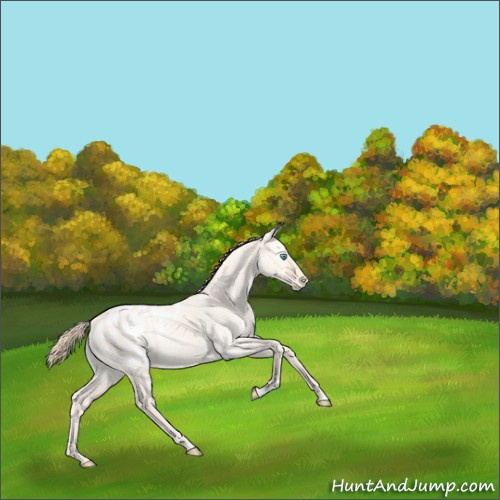 Horse Color:Perlino Dun Appaloosa 