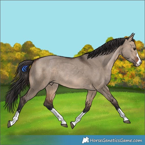 Horse Color:Brown Dun 
