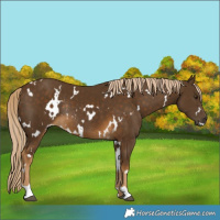 Horse Color:White Spotted Chocolate Palomino Rabicano