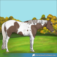 Horse Color:Silver Black Tobiano 