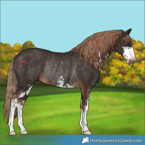 Horse Color:Liver Chestnut Sabino Rabicano 