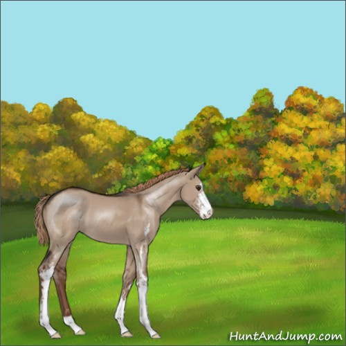 Horse Color:Liver Red Dun Sabino 