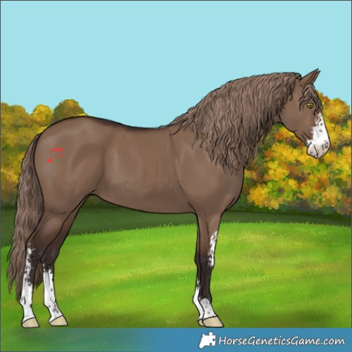 Horse Color:Liver Red Dun Sabino 