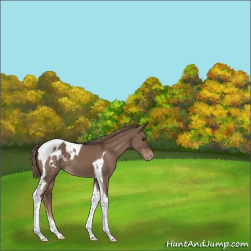 Horse Color:Liver Red Dun Tobiano Appaloosa 